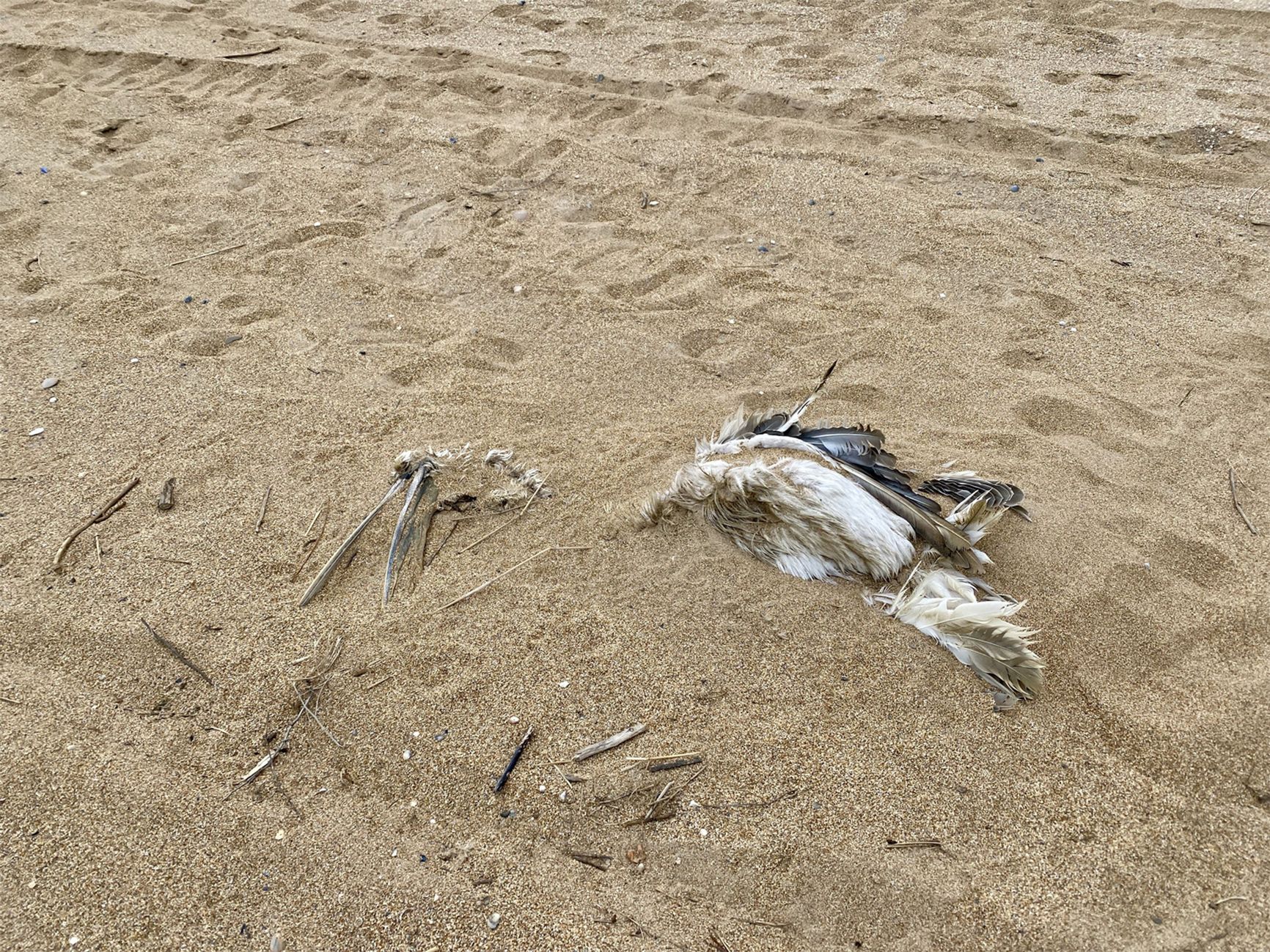 Dead pelican in the southern part of Karaman-6 beach in Makhachkala