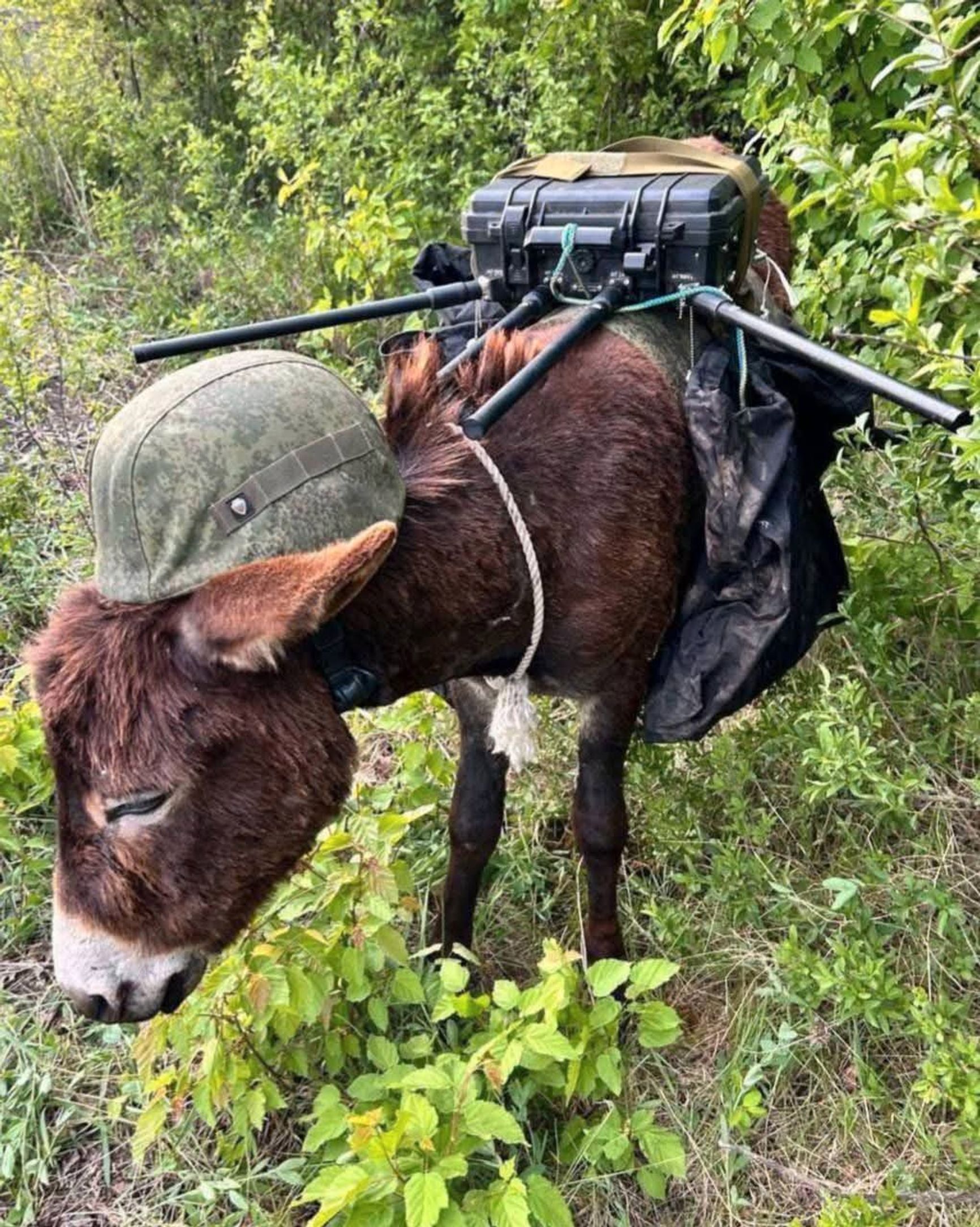 Российский «тактический Иа-Иа»